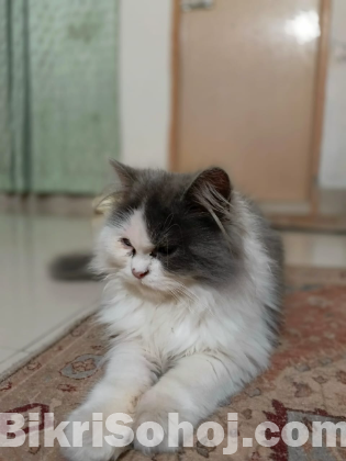Healthy Persian cat